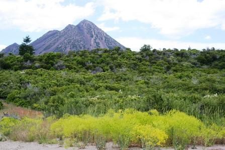  Shasta,  16 web, 6-25-'11 040