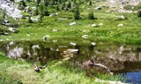 Heart Lake, 5 web, 8-23-'10 093