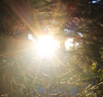 Morning Sun, 24 web, 5-10-2013 033