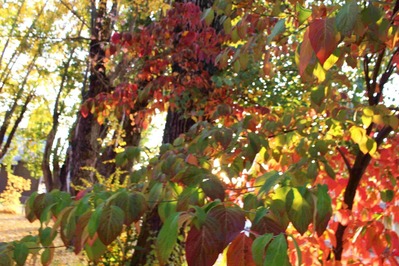 IMG_4275(S)