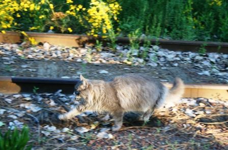 Ganasha, 14 web, 6-22-'11 137