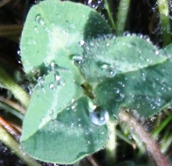 13 web, 10-23-'12, IMG_8520