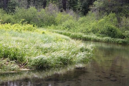 70 web,  McCloud River, 5-24-2013 466