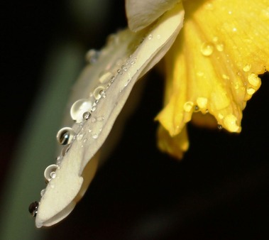  Night drops, 3-29-2017 013