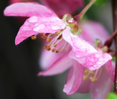 Dunsmuir garden, 4-28-2018 083