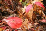 McCloud Falls , 9 web, 10-29-'10 068