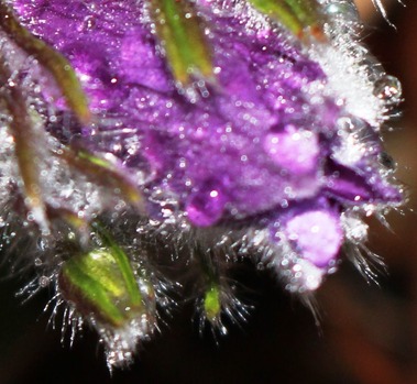  Night drops, 3-29-2017 045