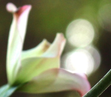 2 doc. SBI Garden flowers, 5-19-2018 046