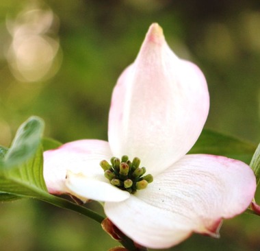 6 doc. SBI Garden flowers, 5-19-2018 052