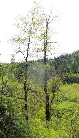 90 web,  McCloud River, 5-24-2013 567