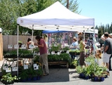 Jay's Green Nursery,