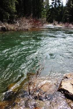 McCloud River 4-15-2017 425