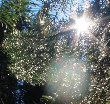 16 web, Cattle camp, 9-25-2013 087