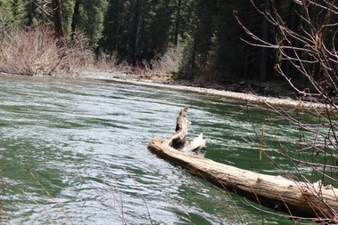 McCloud River 4-15-2017 354