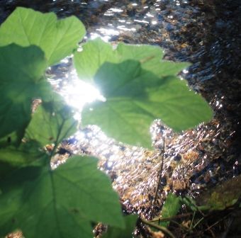 17 web, Big Springs, 8-11-2013 091