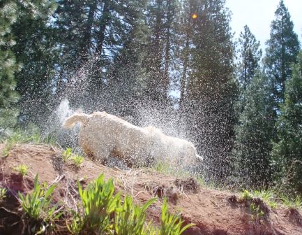McCloud River, 8 web, 5-20-'12, IMG_7055