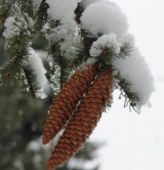 �������3 web, 3-27-'12, IMG_6168
