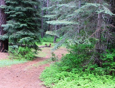  Wild Forest, 5-24-2016 014
