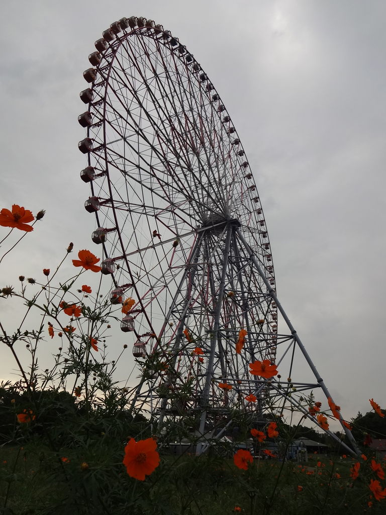 葛西臨海公園のコスモス 15年9月13日 東京散歩 四季のイベント 花の歳時記 食べ歩記 葛西臨海公園のコスモス 15年9月13日 東京散歩 四季のイベント 花の歳時記 食べ歩記