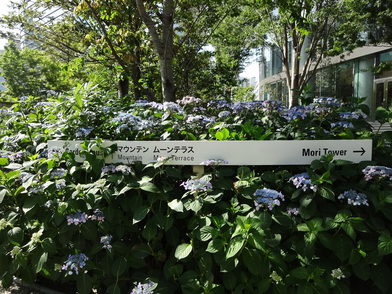 虎ノ門ヒルズのガクアジサイが見頃に 15年5月30日 東京散歩 四季のイベント 花の歳時記 食べ歩記