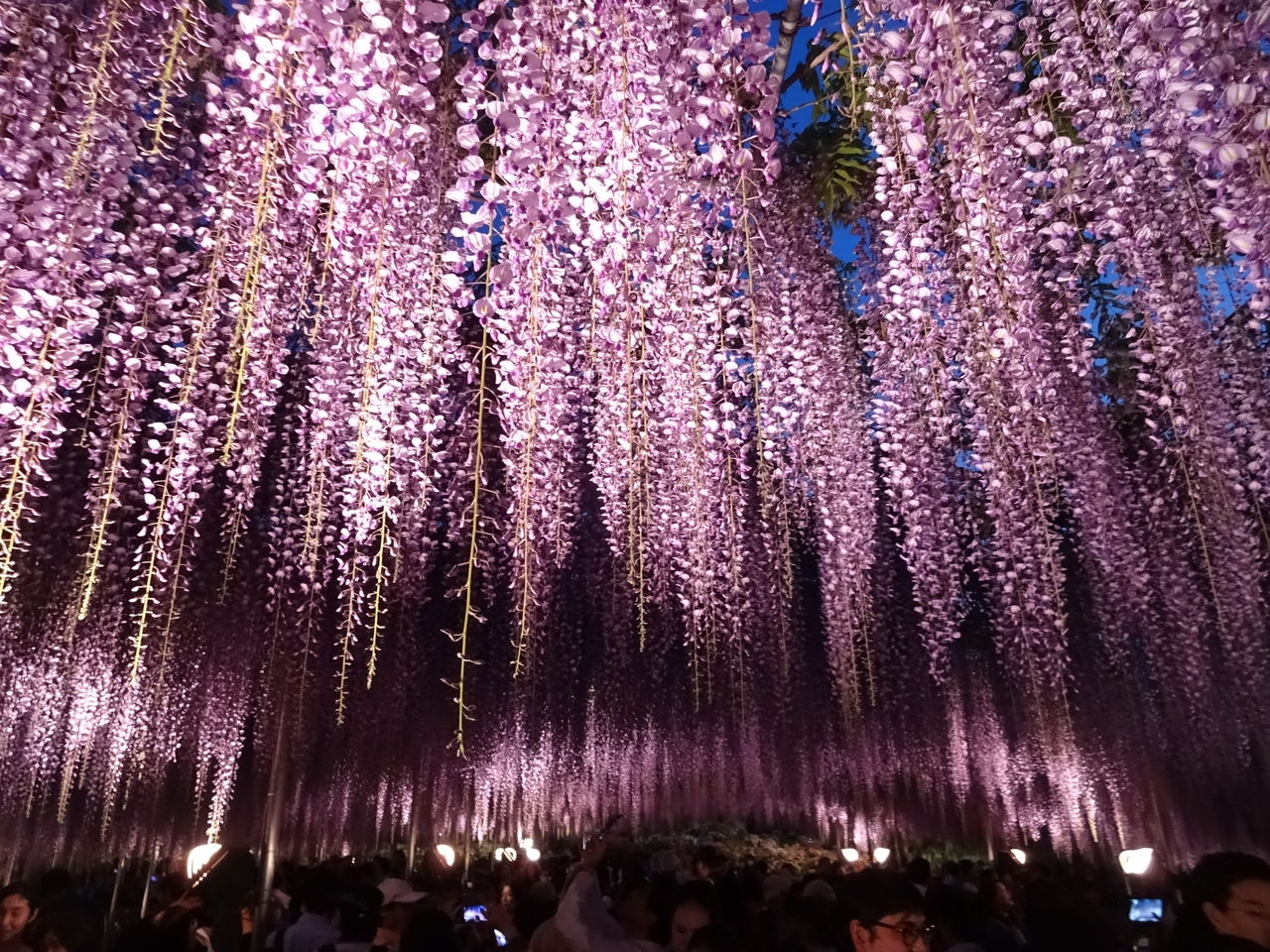 足利フラワーパークふじのはな物語 藤の花がピークに 17年5月5日 東京散歩 四季のイベント 花の歳時記 食べ歩記