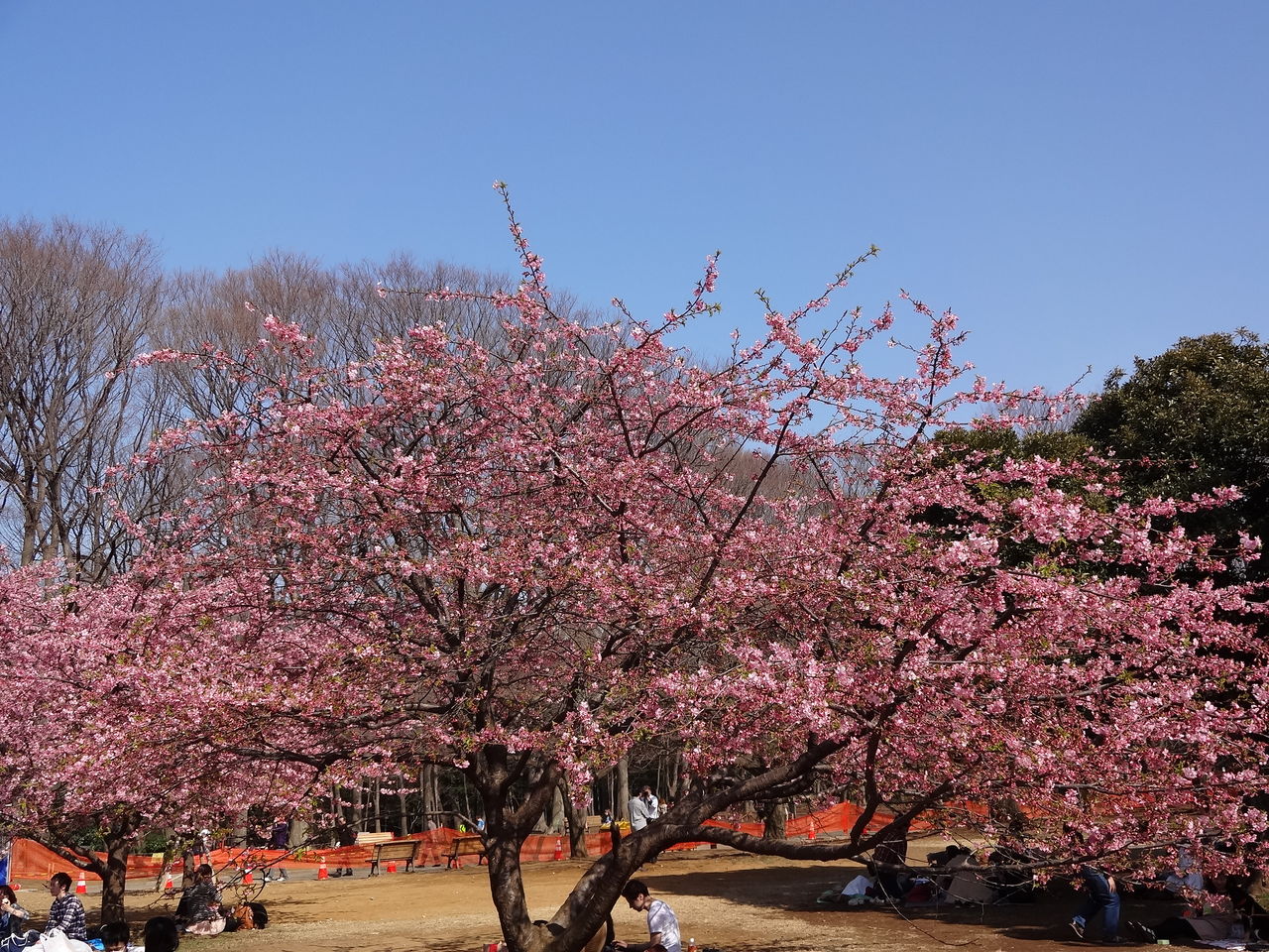 代々木公園の河津桜が満開に 13年3月9日 東京散歩 四季のイベント 花の歳時記 食べ歩記