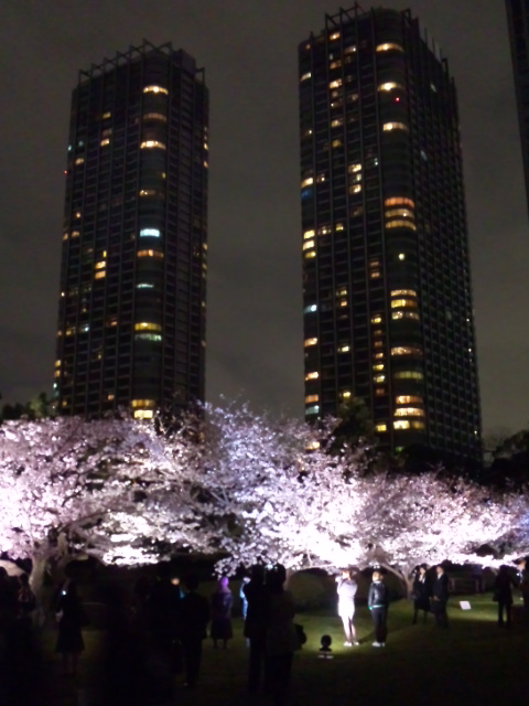 桜散策 夜桜 浜離宮 春の散策 東京散歩 四季のイベント 花の歳時記 食べ歩記