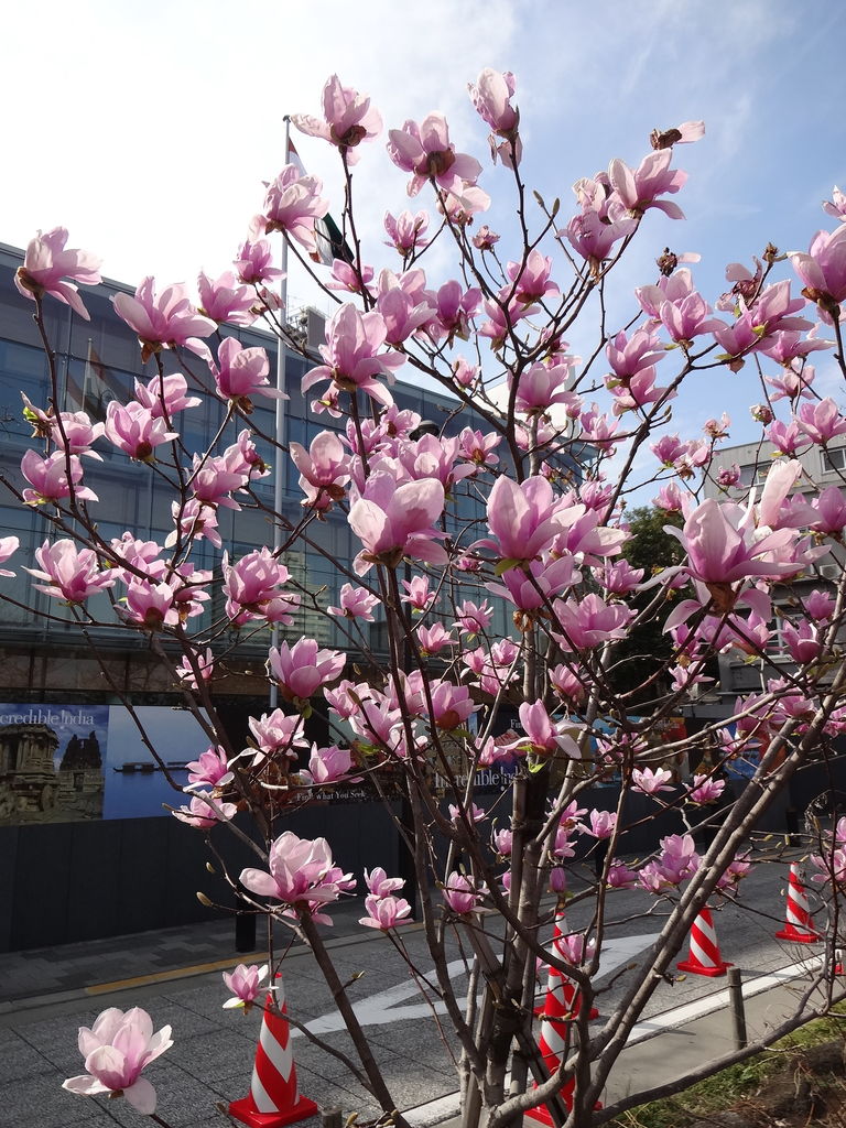 千鳥ヶ淵緑道のニシキモクレンが最後の見頃 14年3月29日 東京散歩 四季のイベント 花の歳時記 食べ歩記