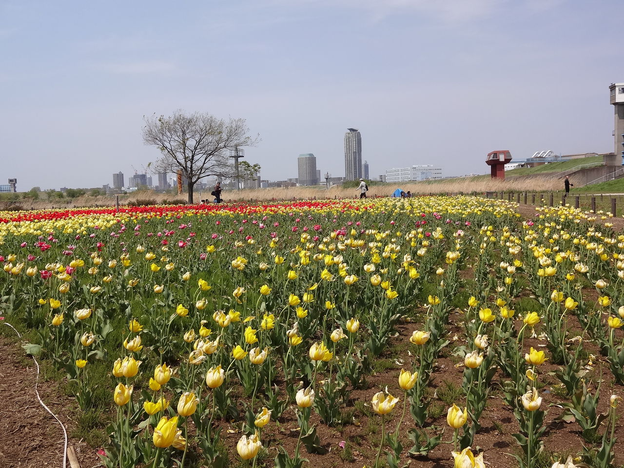 都市農業公園のチューリップ畑 （2013年4月14日） 東京散歩 ～ 四季のイベント、花の歳時記、食べ歩記
