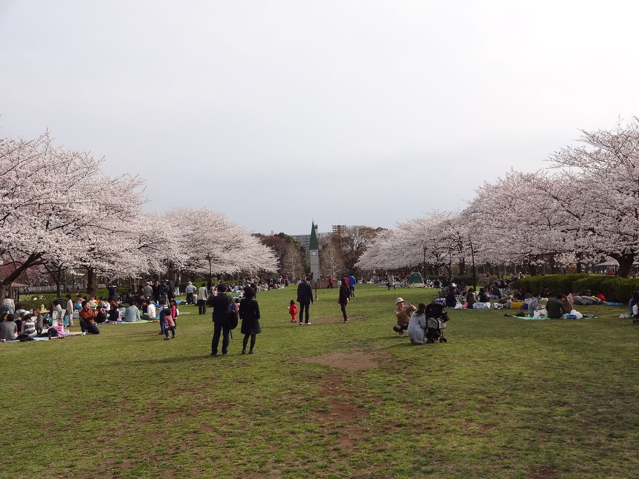 猿江恩賜公園の染井吉野が見頃に 13年3月23日 東京散歩 四季のイベント 花の歳時記 食べ歩記 猿江恩賜公園の染井吉野が見頃に 13年3月23日 東京散歩 四季のイベント 花の歳時記 食べ歩記