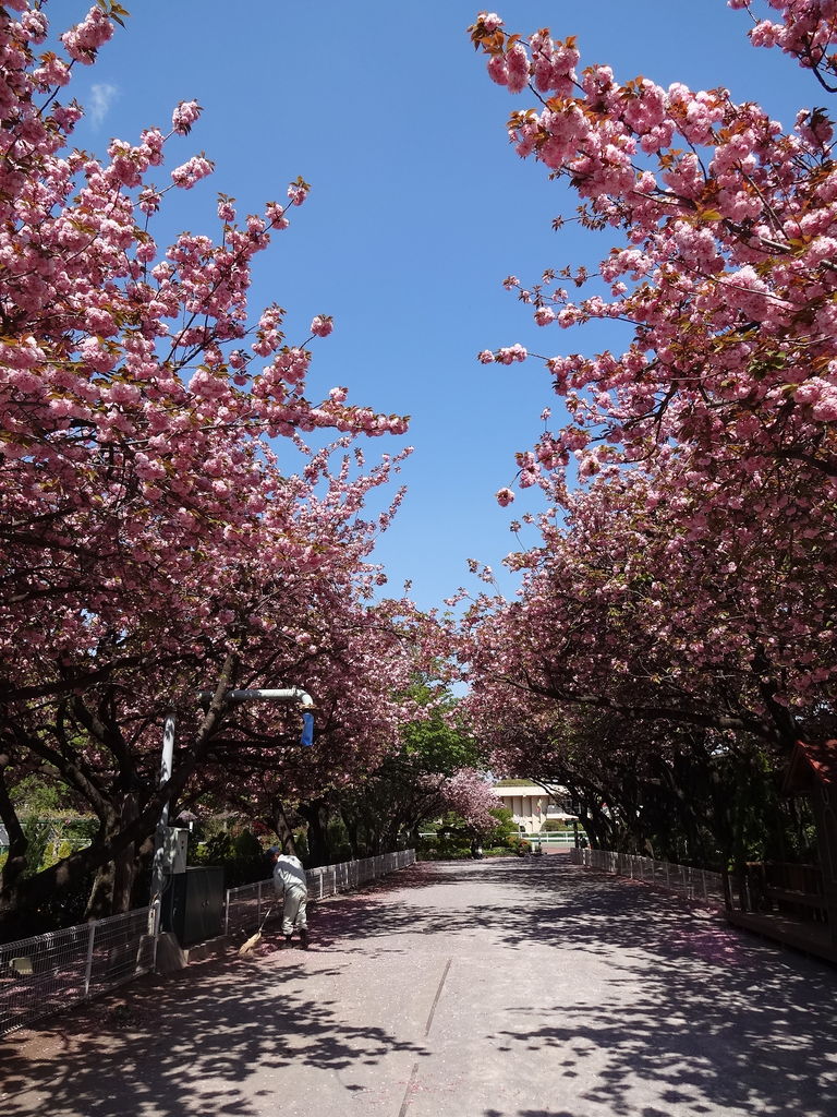 八重桜 東京 13 八重桜の名所と開花情報 現地レポート 東京散歩 四季のイベント 花の歳時記 食べ歩記 八重桜 東京 13 八重桜の名所と開花情報 現地レポート 東京散歩 四季のイベント 花の歳時記 食べ歩記