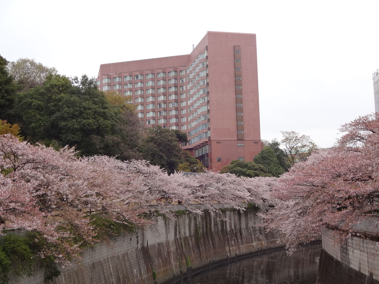 江戸川公園の桜 徐々に散り始め 13年3月30日 東京散歩 四季のイベント 花の歳時記 食べ歩記