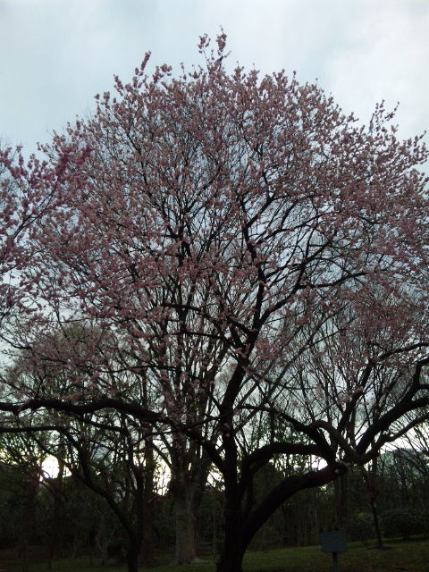 12春 東京の桜 ２２ 国会前庭の大寒桜が満開 東京散歩 四季のイベント 花の歳時記 食べ歩記