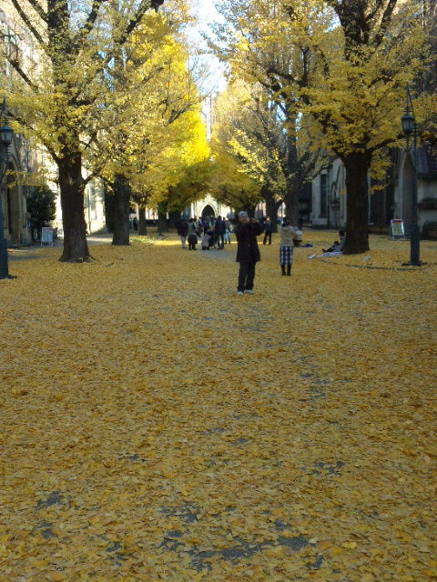 １０秋の散策 東京大学本郷キャンパスのイチョウ並木 東京散歩 四季のイベント 花の歳時記 食べ歩記