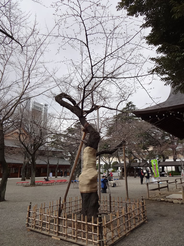 靖国神社の気象庁標本木 染井吉野はまだ蕾 14年3月21日 東京散歩 四季のイベント 花の歳時記 食べ歩記 靖国神社の気象庁標本木 染井吉野はまだ蕾 14年3月21日 東京散歩 四季のイベント 花の歳時記 食べ歩記