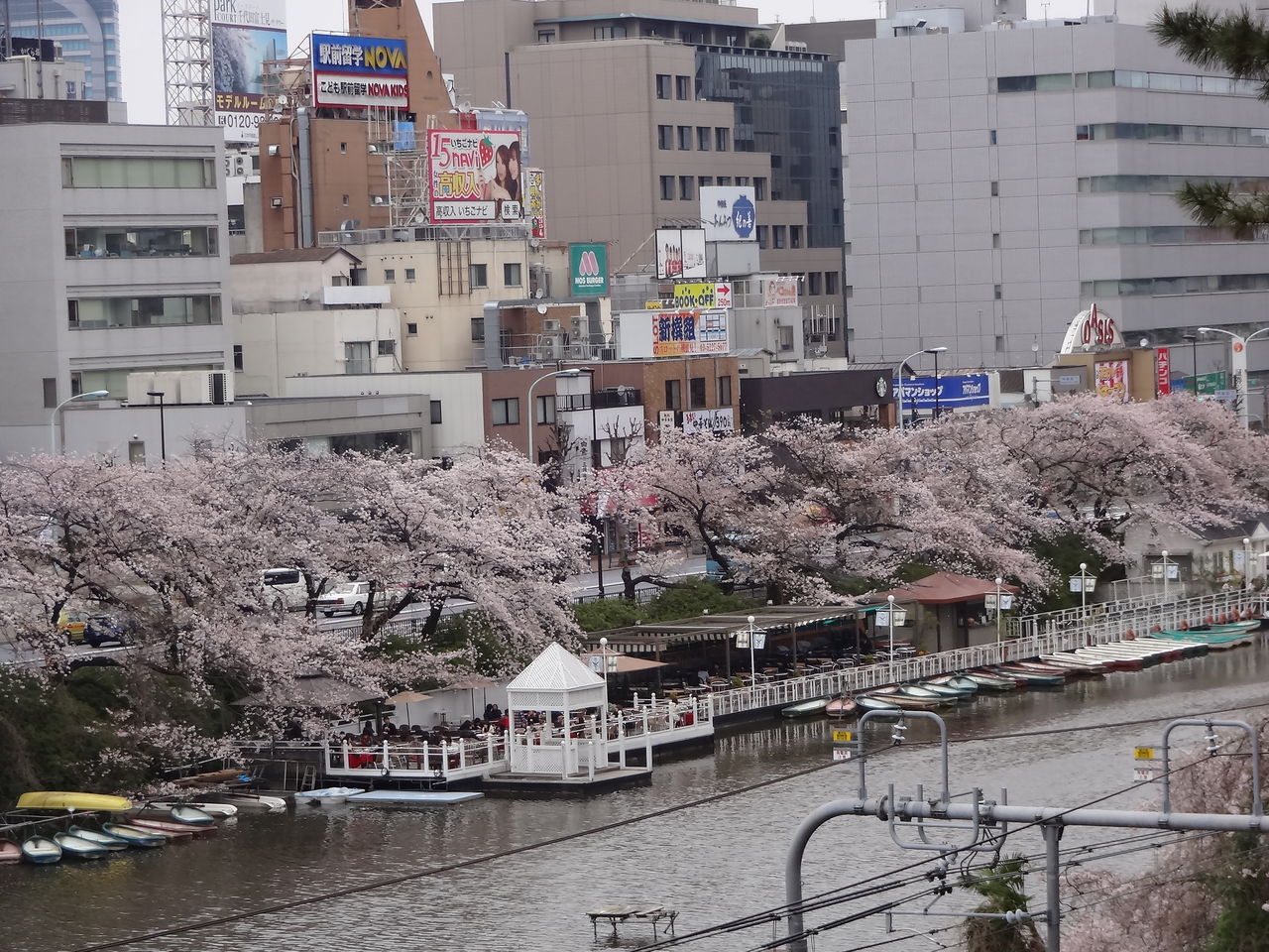 外濠公園の桜 徐々に散り始め 13年3月30日 東京散歩 四季のイベント 花の歳時記 食べ歩記