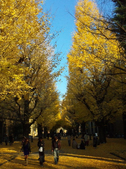 １０秋の散策 東京大学本郷キャンパスのイチョウ並木 東京散歩 四季のイベント 花の歳時記 食べ歩記