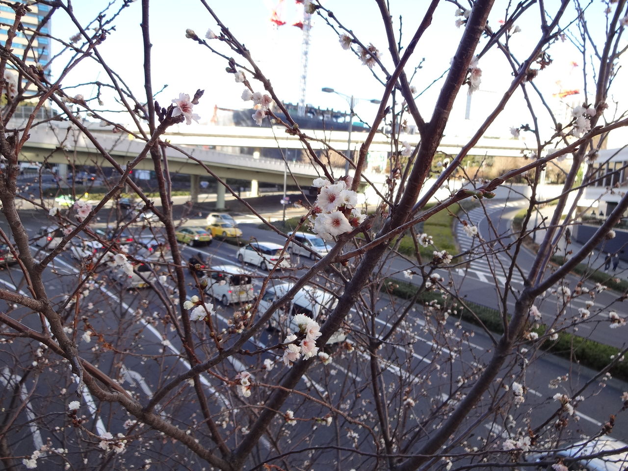 赤坂見附の冬桜 15年1月3日 東京散歩 四季のイベント 花の歳時記 食べ歩記 赤坂見附の冬桜 15年1月3日 東京散歩 四季のイベント 花の歳時記 食べ歩記