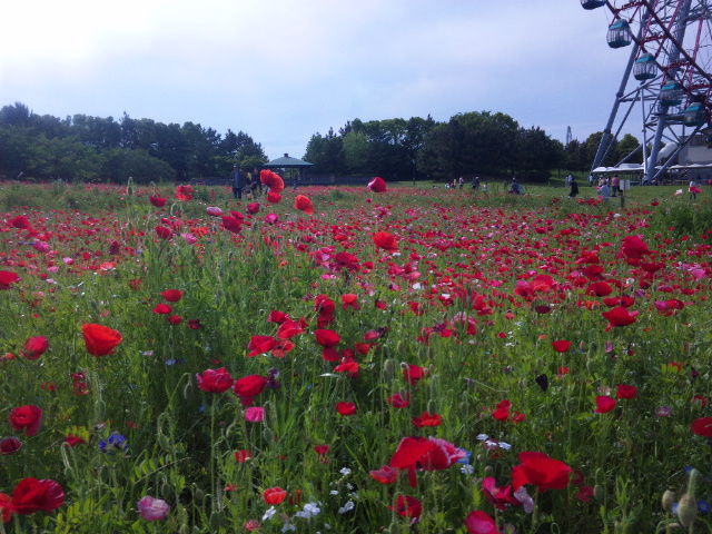 12年 春から初夏の花 １８ 葛西臨海公園のポピー他 東京散歩 四季のイベント 花の歳時記 食べ歩記