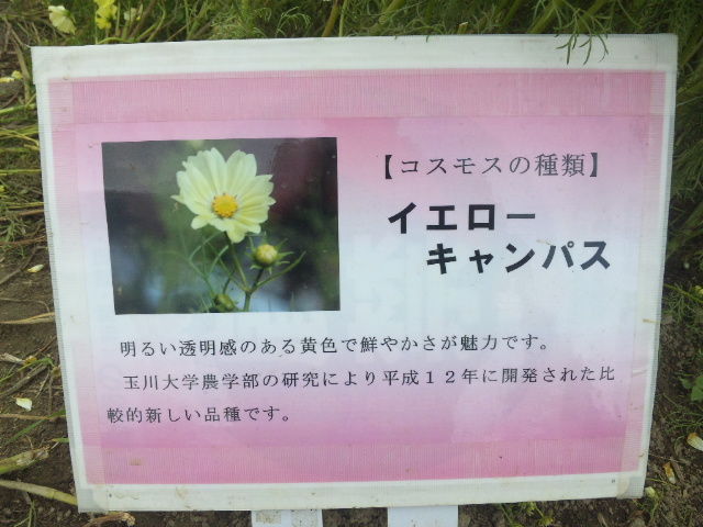 荒川コスモス街道に行ってきました 2 12年10月 東京散歩 四季のイベント 花の歳時記 食べ歩記 荒川コスモス街道に行ってきました 2 12年10月 東京散歩 四季のイベント 花の歳時記 食べ歩記
