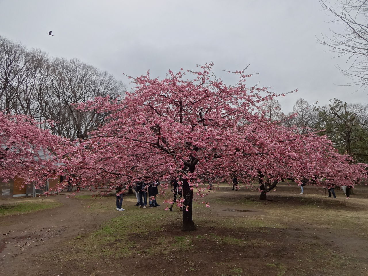 代々木公園の河津桜が見頃に 2015年3月7日 東京散歩 四季のイベント 花の歳時記 食べ歩記
