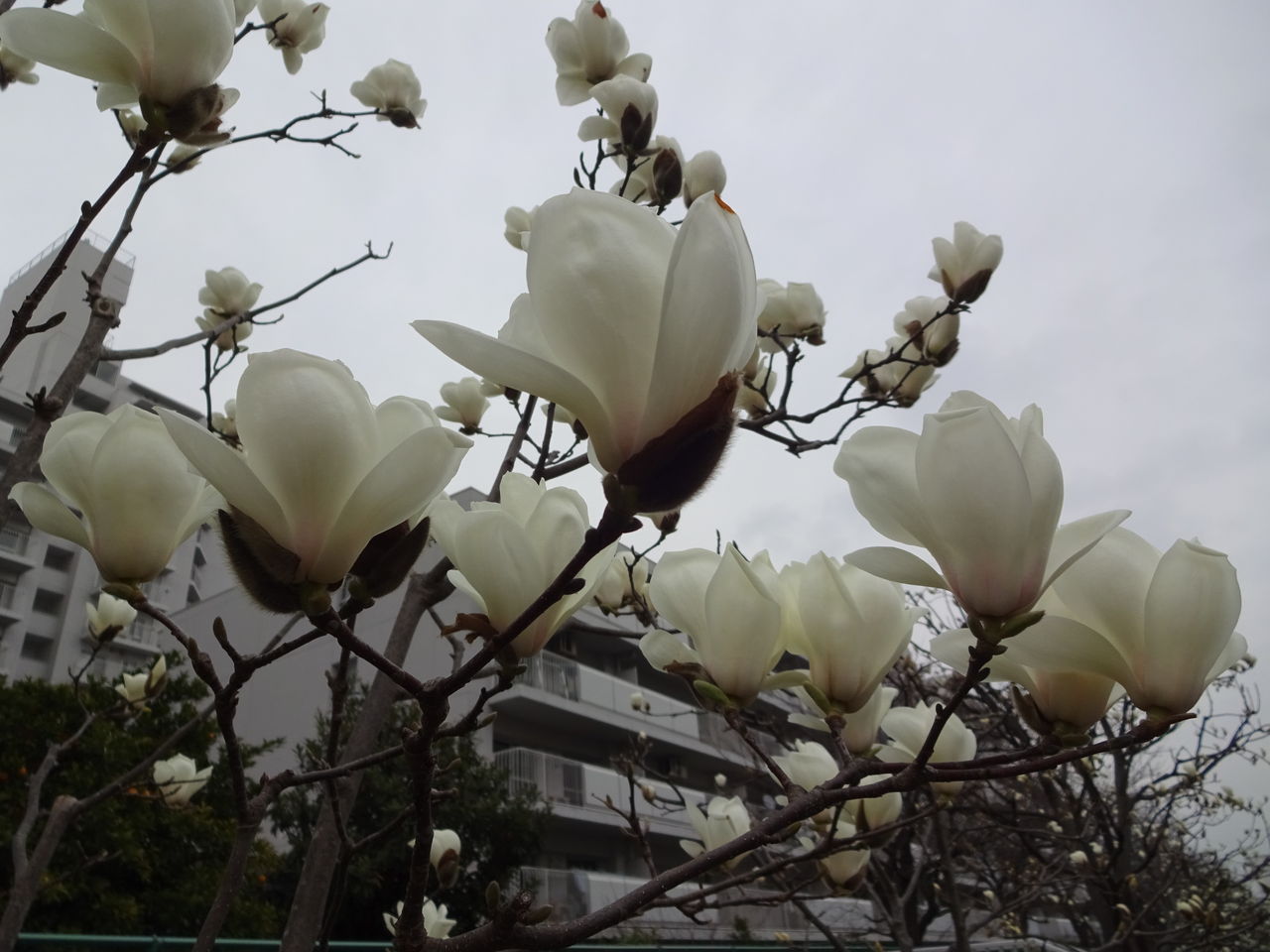 東京 冬の花と早春の花 16年シーズン 東京散歩 四季のイベント 花の歳時記 食べ歩記