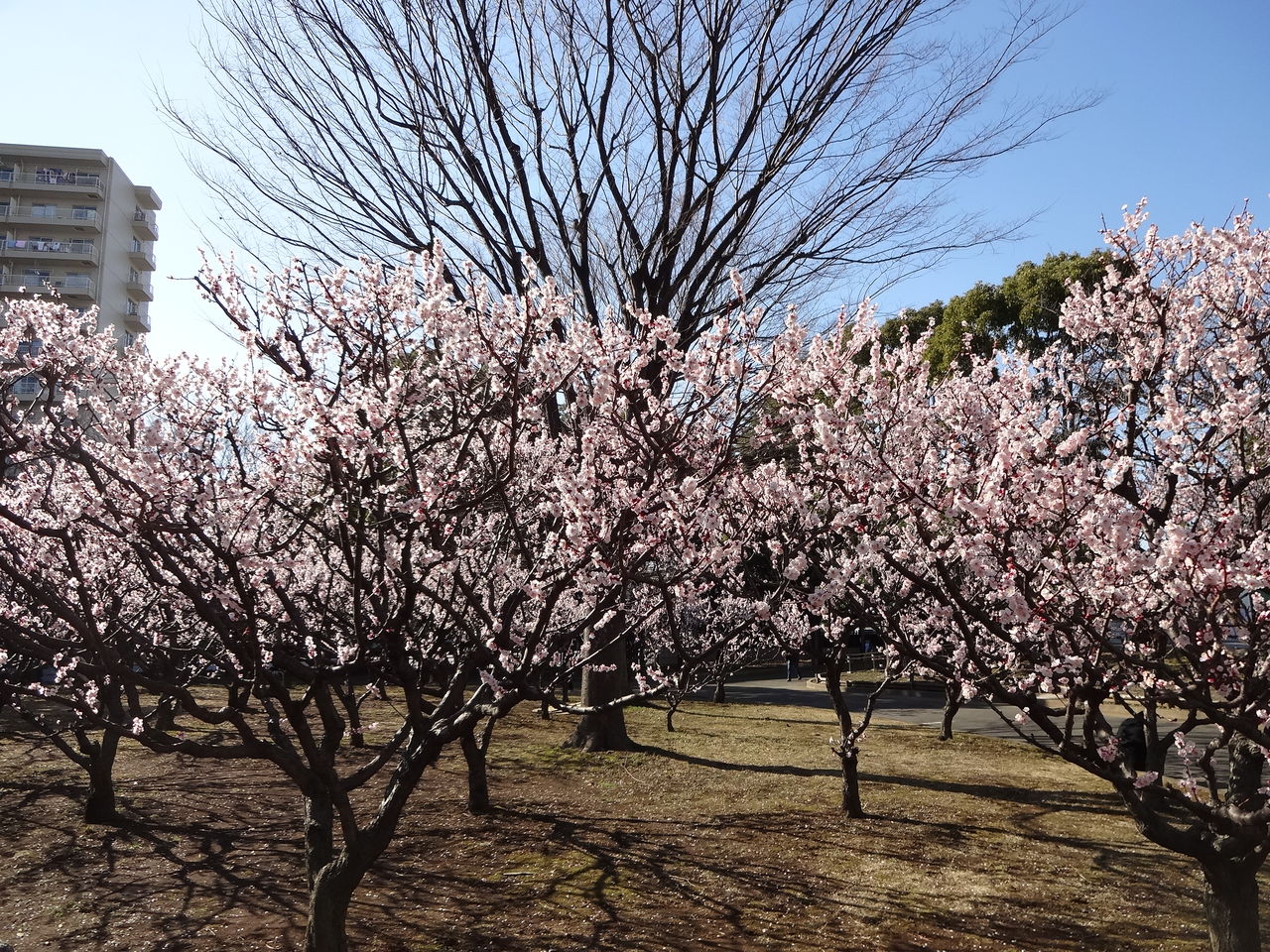 亀戸中央公園の豊後梅林が満開に 14年3月15日 東京散歩 四季のイベント 花の歳時記 食べ歩記