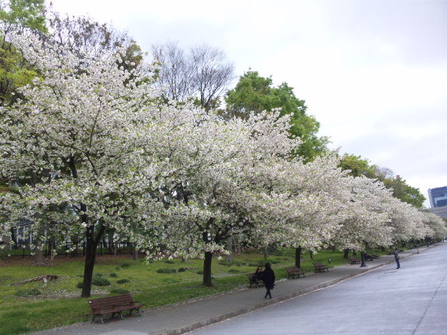 12春 東京の桜 56 皇居外苑の八重桜並木が満開 東京散歩 四季のイベント 花の歳時記 食べ歩記 12春 東京の桜 56 皇居外苑の八重桜並木が満開 東京散歩 四季のイベント 花の歳時記 食べ歩記