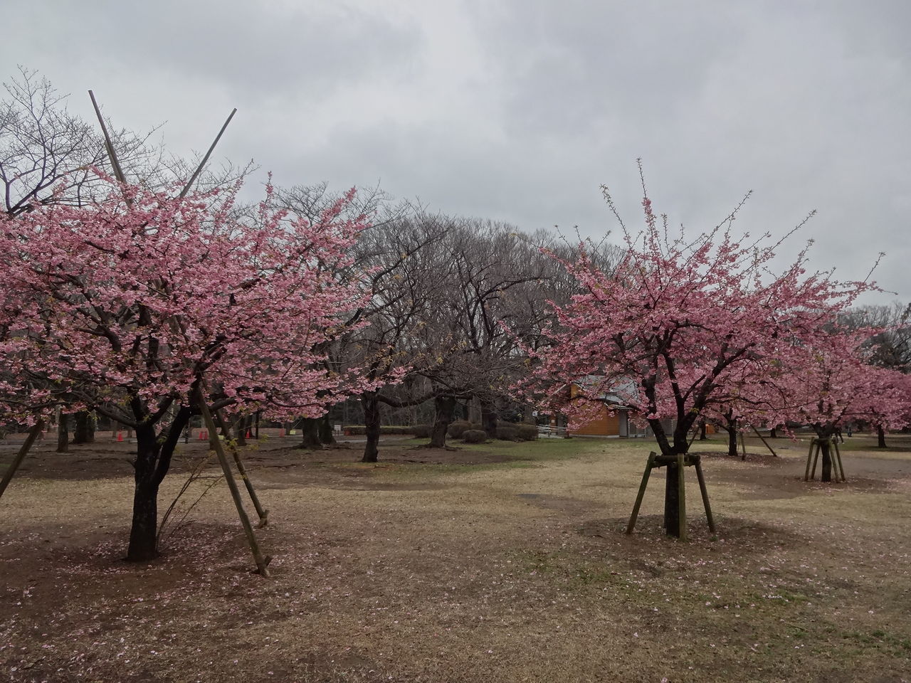 代々木公園の河津桜が見頃に 15年3月7日 東京散歩 四季のイベント 花の歳時記 食べ歩記