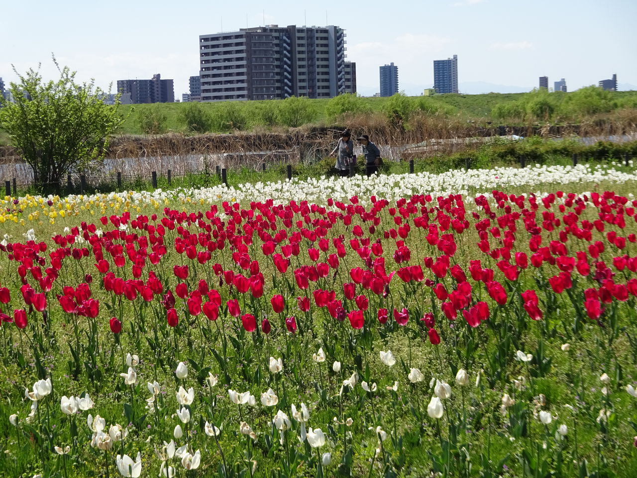 足立区 都市農業公園のチューリップ畑 17年4月23日 東京散歩 四季のイベント 花の歳時記 食べ歩記