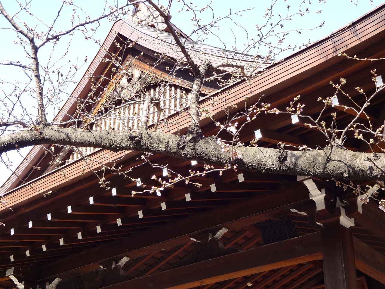 東京の桜 開花宣言 気象庁標本木開花 靖国神社 13年3月16日 東京散歩 四季のイベント 花の歳時記 食べ歩記 東京の桜 開花宣言 気象庁標本木開花 靖国神社 13年3月16日 東京散歩 四季のイベント 花の歳時記 食べ歩記