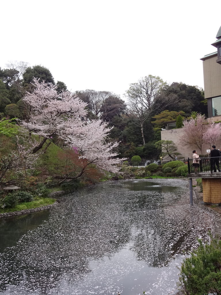 江戸川公園の桜 徐々に散り始め 13年3月30日 東京散歩 四季のイベント 花の歳時記 食べ歩記