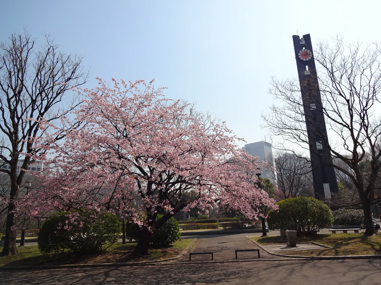 国会前庭園の大寒桜が満開 13年3月16日 東京散歩 四季のイベント 花の歳時記 食べ歩記
