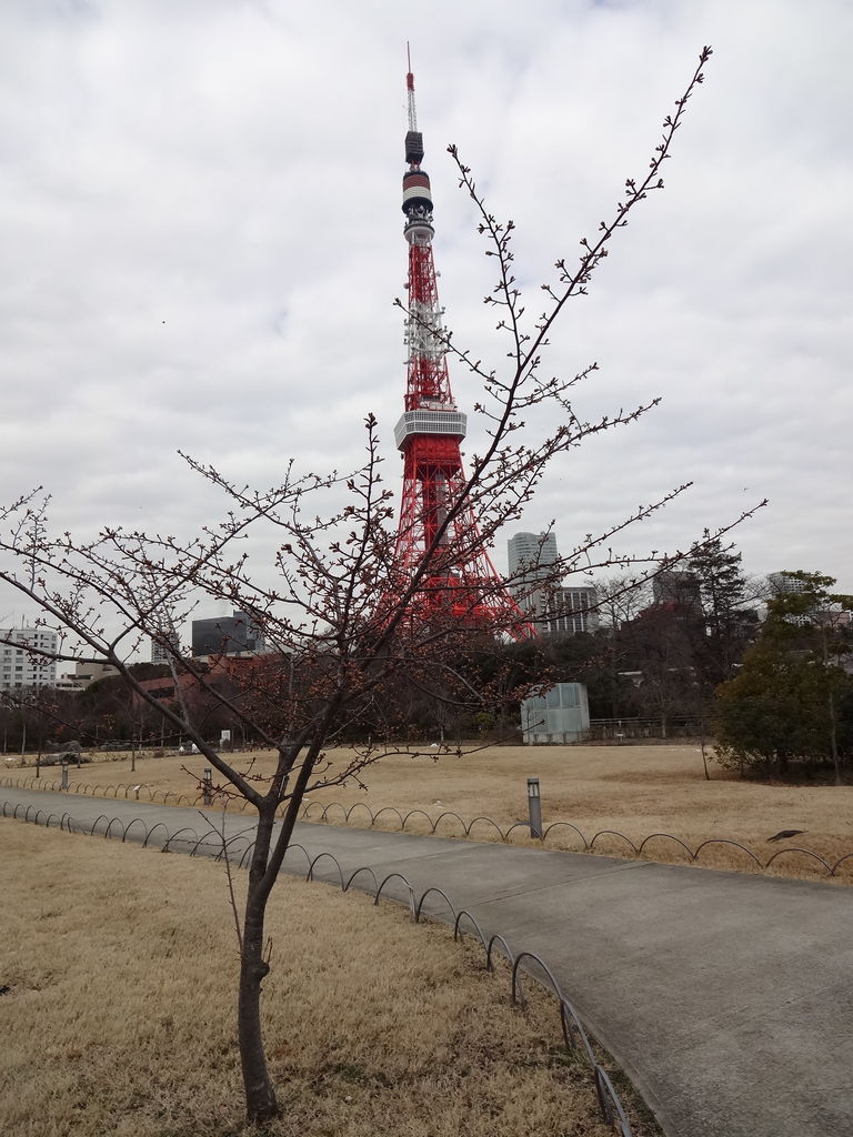 プリンス芝公園の河津桜 蕾がほころぶ 14年2月13日 東京散歩 四季のイベント 花の歳時記 食べ歩記 プリンス芝公園の河津桜 蕾がほころぶ 14年2月13日 東京散歩 四季のイベント 花の歳時記 食べ歩記